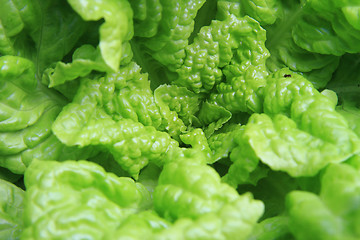 Image showing green lettuce background