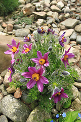 Image showing pasqueflower as nice flower