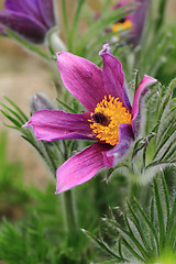 Image showing pasqueflower as nice flower