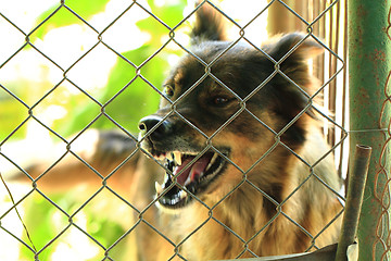 Image showing dog in the cage 