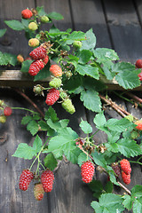 Image showing raspberries plant background