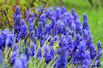 Image showing blue grape hyacinth