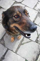 Image showing sweet home dog