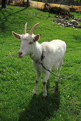 Image showing white goat in the green grass\r\n