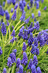 Image showing blue grape hyacinth