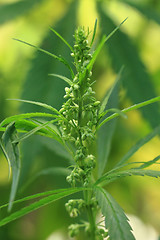 Image showing green marijuana plant