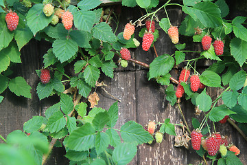 Image showing raspberries plant background