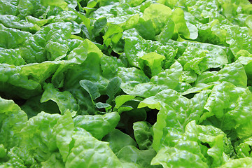 Image showing green lettuce background