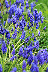 Image showing blue grape hyacinth