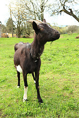 Image showing black goat in the grass