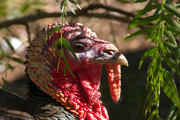 Image showing Bush Turkey