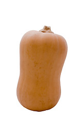 Image showing Butternut Pumpkin