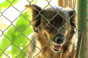 Image showing dog in the cage 