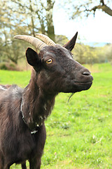 Image showing black goat in the grass