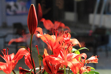 Image showing red lilly flowers