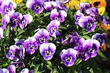 Image showing pansy flowers texture