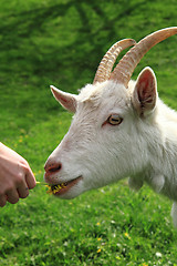 Image showing white goat head