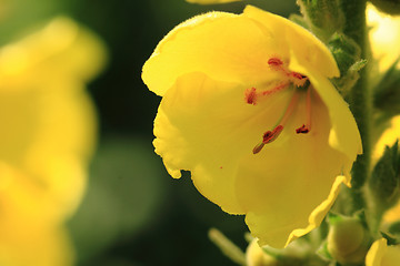 Image showing yellow mullein flower