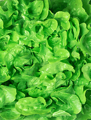 Image showing fresh green salad macro