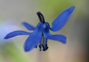 Image showing Blue flower