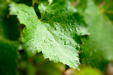 Image showing grape leaf with water drops