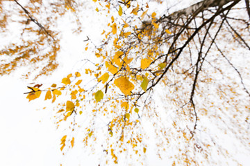 Image showing Autumn Park, overcast