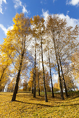 Image showing birch tree in autumn