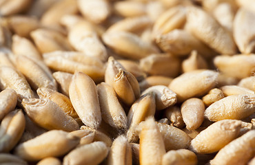 Image showing mature wheat grains, close-up