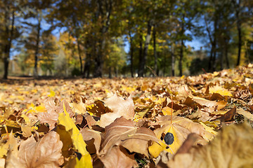 Image showing yellowed maple leaves