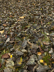 Image showing old autumn foliage