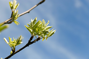 Image showing spring branch of rowan