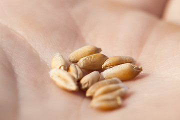 Image showing wheat, close up