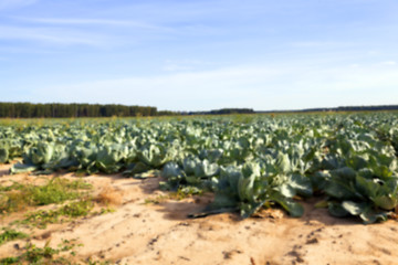 Image showing green cabbage field