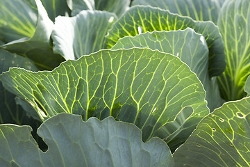 Image showing Field with cabbage, summer