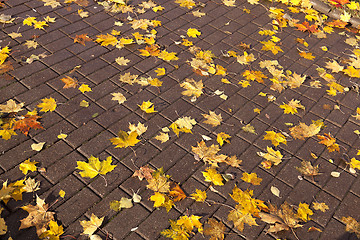 Image showing leaves on the sidewalk, autumn