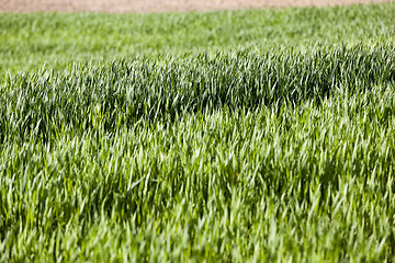 Image showing Field of wheat