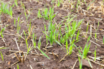 Image showing young grass plants, close-up