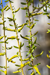 Image showing trees in the spring