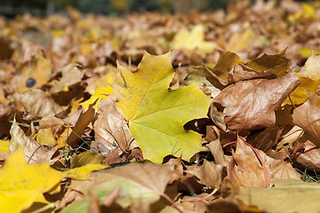 Image showing The fallen to the ground