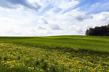 Image showing field with cereals