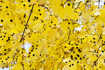 Image showing autumn in the park