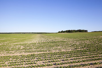 Image showing beetroot sprouts in the spring