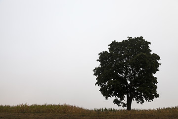 Image showing tree in the field