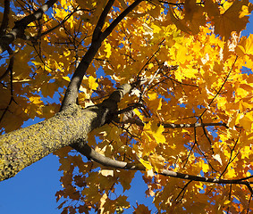 Image showing leaves on trees, autumn