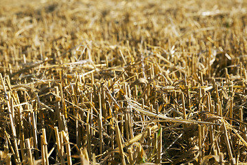 Image showing ripe yellow cereals