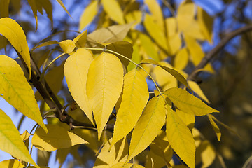 Image showing yellowed maple leaves