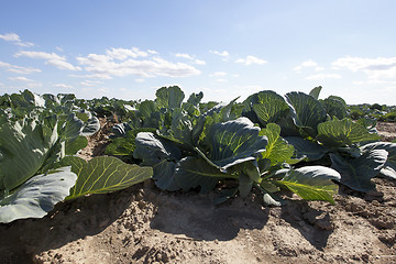 Image showing Field with cabbage