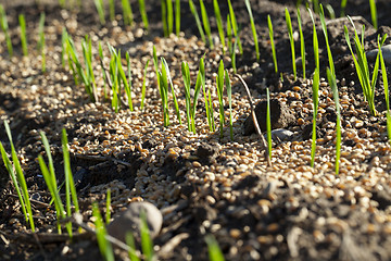 Image showing young sprouts of wheat