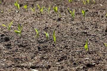 Image showing green corn. Spring