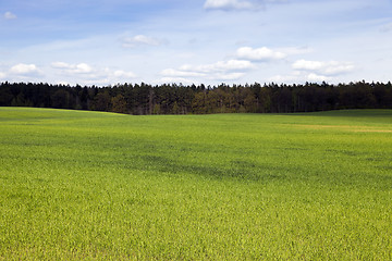 Image showing field in spring